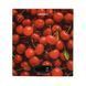 Ваги Ardesto кухонні CHERRY, 5кг, AAAx2 в комплекті, скло, багатокольоровий (SCK-893CHERRY) 371528 фото 1
